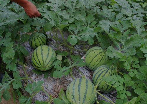 河南罗山吃瓜视频