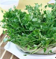 野豆苗最新新闻头条